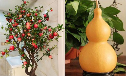 3 cây trồng trước cửa sinh tiền tài, 4 vật có trong nhà đời đời phú quý, đó là cây gì và vật gì?