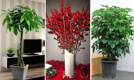 Tục ngữ có câu: 'Tam cây tại gia, phúc khí hưng vượng', trồng một cây để con cháu giàu có ba đời, đó là những cây nào?