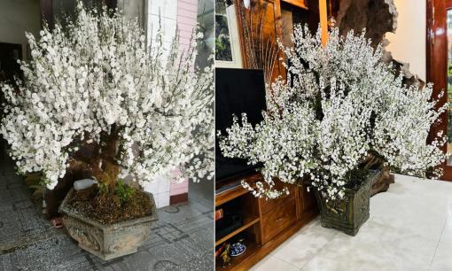 Đây là loại hoa được  nhà giàu săn lùng vào dịp Tết, có ý nghĩa gì trong phong thủy mà giá hàng chục đến hàng trăm triệu đồng? 