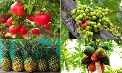 Loại quả đem đến tài lộc, may mắn nên được chưng lên ban thờ ngày Tết, lộc càng thêm lộc