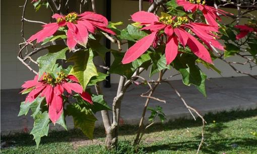 Có nên trồng cây trạng nguyên trong nhà? Nó có ý nghĩa gì trong phong thủy?