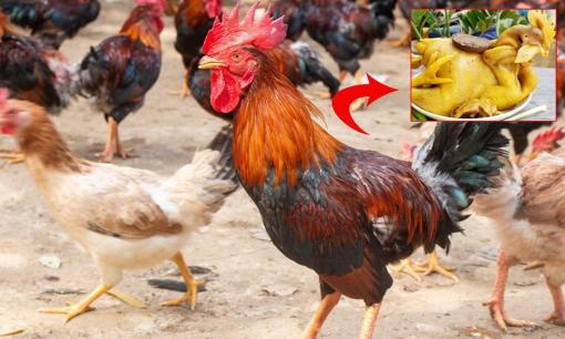 Chọn gà để thắp hương dịp lễ Tết cứ nhìn vào điểm này, luộc lên vàng ươm, thơm ngon 