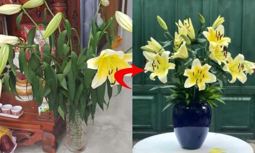 Cắm hoa ly chơi Tết nhiều người phạm phải sai lầm này bảo sao hoa héo rũ, nhanh tàn 