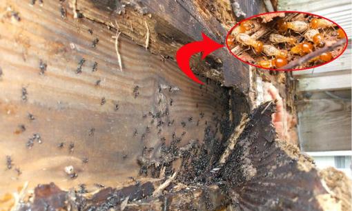 'Nhà bị mối nên bán', nghĩa là gì? Nhà bị mối thì làm sao và có phải phong thủy xấu?