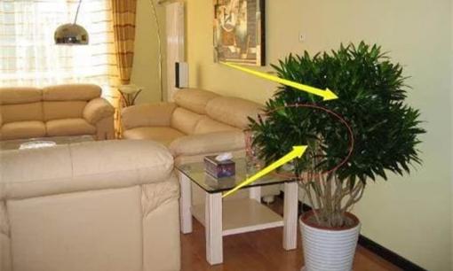 Đặt cây xanh ở vị trí này trong nhà được chuyên gia phong thủy khen 'thông minh', phú quý không còn xa