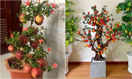 Người thông minh sắm Tết không bao giờ mua 7 loại cây này dù rẻ đẹp đến mấy, cẩn thận tiền mất tật mang