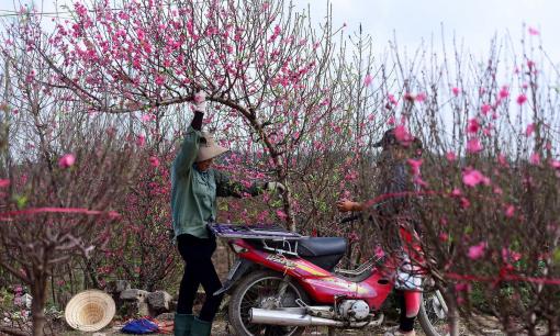 Cách hãm hoa đào nở sớm trong thời tiết nồm ẩm để hoa vẫn tươi, nở bung vào những ngày đầu năm