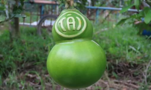 Loại cây trước đây chỉ trồng làm cảnh, nay quả của nó được dân thành phố săn lùng, giá bán lên tới 800.000 đồng/quả