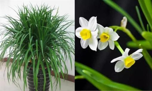 Khi trong nhà có một người hút thuốc, đây là 7 loại cây sẽ giúp hấp thụ khí độc hiệu quả