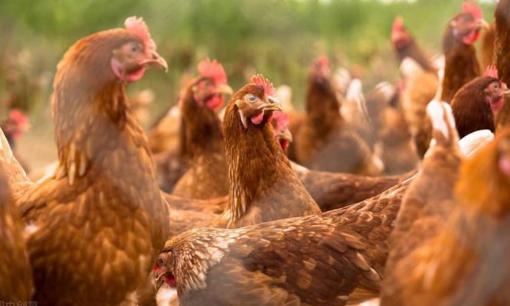 Tại sao lại nói: 'Nhà nghèo không nuôi gà, nhà giàu không nuôi cừu', điều này nghĩa là gì?