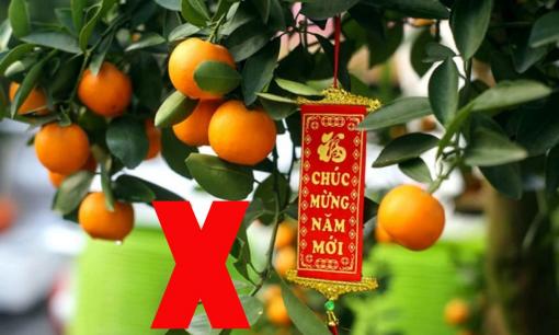 Quất, bưởi, cam, quýt sau khi trưng Tết có nên hái quả xuống ăn không? Cẩn thận kẻo rước họa!