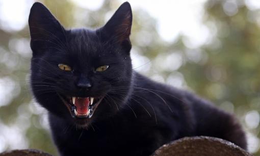 Tục ngữ có câu: 'Heo đến thì nghèo, chó đến thì giàu, mèo đến thì trên đầu để tang?', chúng ta nên hiểu điều đó như thế nào?