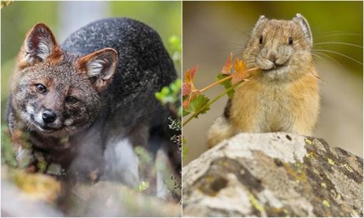 7 loài vật quý hiếm sắp tuyệt chủng, Việt Nam sở hữu một loài vô giá