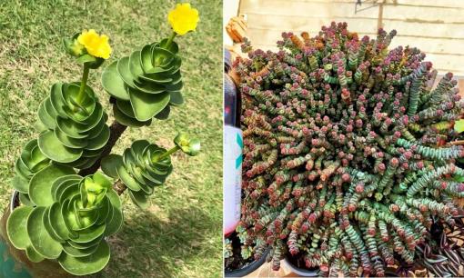 Đầu năm trồng 7 cây này, gia đình cả năm phát tài thịnh vượng, đâu đâu cũng thấy 'sặc mùi tiền'