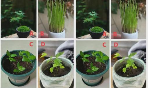 Trắc nghiệm tâm lý: Hãy chọn một cây giống bạn thích dựa trên trực giác của bạn và xem điều kỳ diệu nào sẽ xảy ra trong cuộc đời bạn