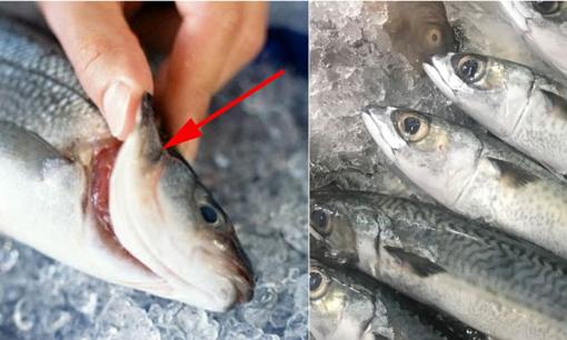 Cách chọn cá biển tươi, không chất độc hại: Ngư dân lâu năm chỉ cứ nhìn vào điểm này 
