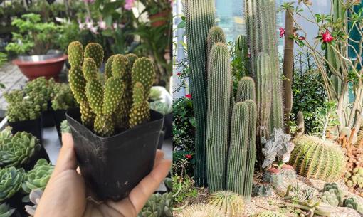 Mùa xuân mưa ẩm, cây xương rồng đặt đâu cũng sống, người tuổi này nên trồng để hút tài lộc 