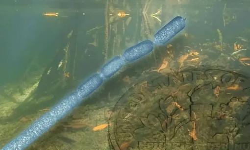 Tiết lộ vi khuẩn lớn nhất lịch sử: dài tới 2 cm 