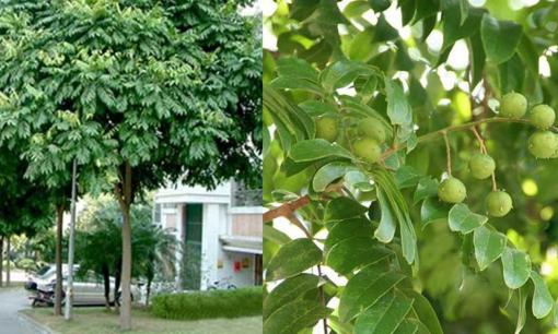 Cây sấu có ý nghĩa gì theo phong thủy, nên trồng bên trái hay bên phải cửa nhà? 