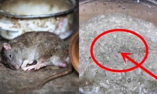 Để diệt chuột, đừng vội mua thuốc độc hại! Dạy bạn cách chế thuốc diệt chuột đạt hiệu quả gấp đôi mà lại an toàn