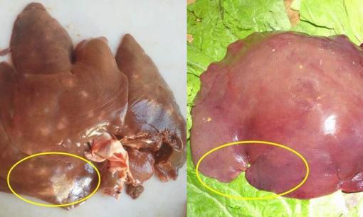 Khi mua gan lợn, nhớ đừng mua gan lợn có 4 đặc điểm này, đặc biệt là loại đầu tiên, 100% chứa ký sinh trùng!  