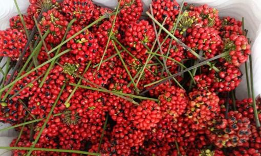 Nó được mệnh danh là ‘Nữ hoàng của các loại hạt', bé xíu nhưng có giá lên tới 240 triệu đồng/kg