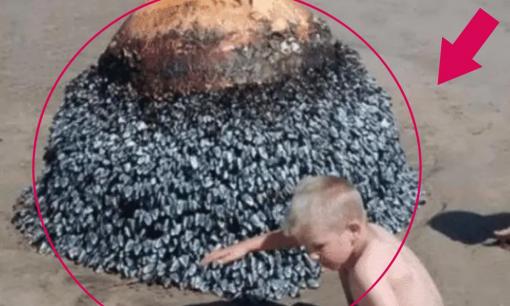 Một đứa trẻ tìm thấy một 'hòn đá kỳ lạ' trên bãi biển và mẹ cậu đã chụp ảnh nó. Các chuyên gia cho biết cậu bé đã cận kề cái chết!