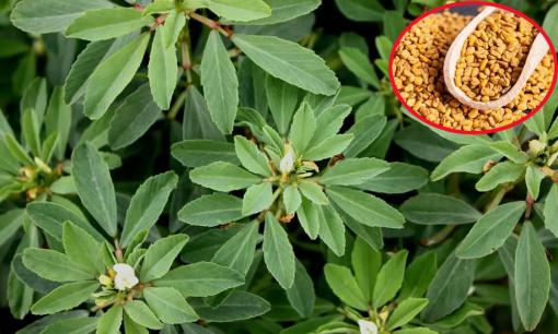 Ở chợ Việt bán đầy hạt của một loại cỏ được coi là 'chìa khóa trường thọ', cực tốt cho chuyện vợ chồng