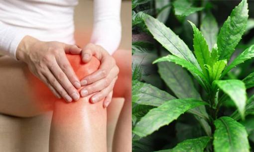 Bị xương khớp, ra chợ gặp 3 loại rau rẻ tiền này nhất định nên mua