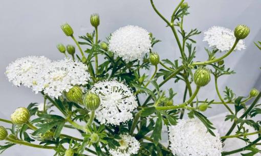 Loại hoa xinh xắn, nhẹ nhàng, đẹp cả hương lẫn sắc, đang được săn lùng ráo riết cho ngày 8/3