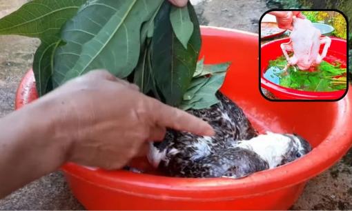 Loại lá vặt lông gà bất bại: Muốn nhanh cứ lấy 1 nắm vò ra, gà sạch bong, không còn một cọng lông tơ
