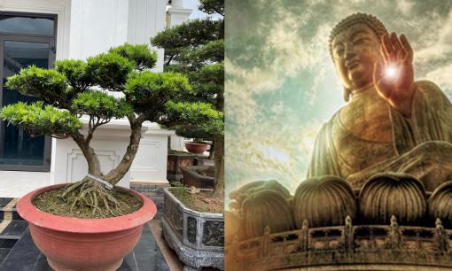 Sống ở nhà đất hay chung cư nhất định nên trồng cây này, gia đình nhiều đời thịnh vượng, được Thần Phật che chở