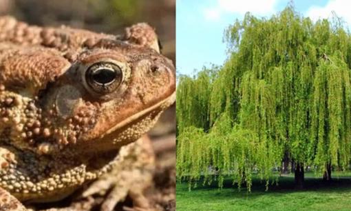 Tục ngữ có câu: 'Không sợ cóc vào nhà chỉ sợ ba cái cây trước cửa', đó là ba cây nào?