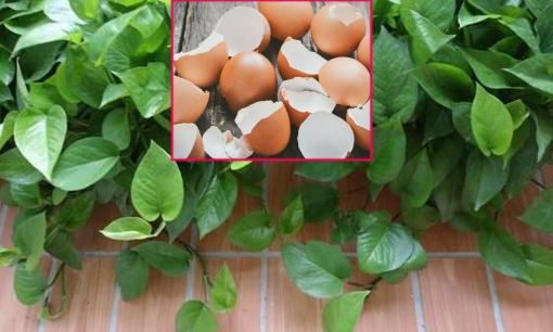 Đừng vứt rác thừa trong nhà, hãy tận dụng nó để trồng cây, vừa thân thiện với môi trường vừa tiết kiệm chi phí