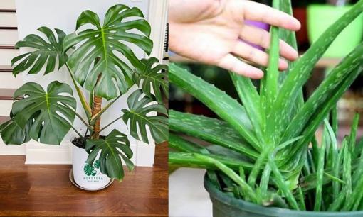 Nếu trồng năm loại hoa này trong phòng khách thì trong nhà sẽ ít vi khuẩn và formaldehyde hơn rất nhiều, rất thích hợp trồng vào mùa xuân!