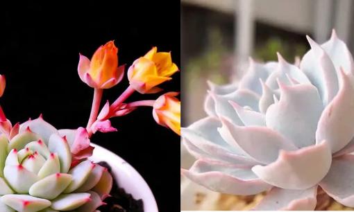 Cách nuôi sen đá vào mùa xuân, chỉ cần bạn làm theo 6 bước sau, sen đá của bạn sẽ đẹp và khỏe mạnh! 