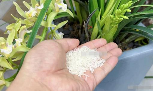 Trải một nắm gạo trong chậu hoa có tác dụng rất lớn, hàng xóm nhìn thấy liền đổ xô học hỏi