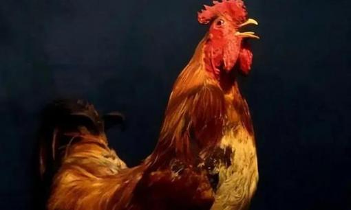 Hé lộ sự thật đằng sau lý do gà gáy đúng giờ mỗi ngày. Con người đã đoán sai hàng nghìn năm!