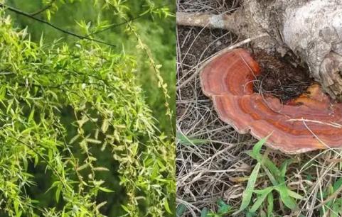 “Ba thứ mọc bên nấm mộ thì con cháu sẽ giàu có”. “Ba thứ” này ám chỉ điều gì? Nó có ý nghĩa không? 