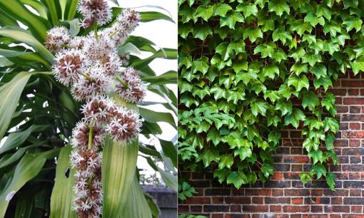 9 loại cây cảnh là 'khắc tinh' với thời tiết nồm ẩm giúp nhà khô ráo lại thanh lọc không khí