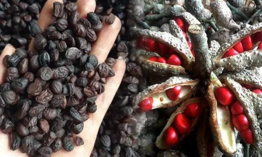 Loại quả trước rụng đầy gốc, không ai thèm ngó nay là đặc sản 'vàng đen', được đầu bếp nhà hàng săn lùng, giá 3 triệu đồng/kg