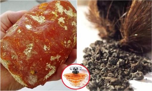 8 loại nguyên liệu điều chế nước hoa đắt đỏ nhất hành tinh, có giá lên tới hàng tỉ đồng