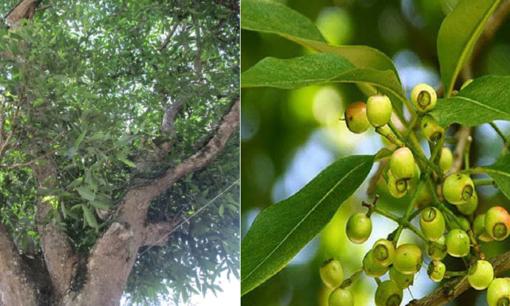 Trồng cây này trước nhà “lợi trăm bề”, vừa có bóng mát, lá chữa đủ thứ bệnh, nụ hoa còn bán được hơn 100.000 đồng/kg