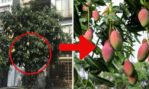 Cây xoài trồng trước nhà, có nên không? Đây là vị trí trồng cây xoài giúp luồng khí âm - dương lưu thông tốt, tài lộc dễ vào nhà