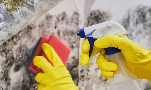 Trời mưa ẩm nồm nhiều khiến tường và trần nhà bị nấm mốc, lau bằng những thứ nước này 'sạch bong'