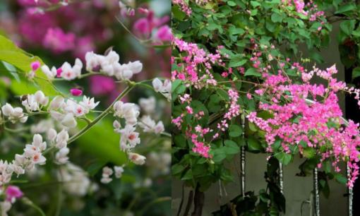 Trước nhà trồng giàn hoa tigon (ti gôn) có ý nghĩa gì? Vị trí tốt nhất trồng tigon để mang lại may mắn, gia chủ hưởng phúc