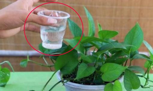 Nếu cây trầu bà xanh chậm phát triển? 'Uống' thêm 2 loại “nước” tiết kiệm này, cây sẽ nảy mầm, mọc lá xanh mướt!