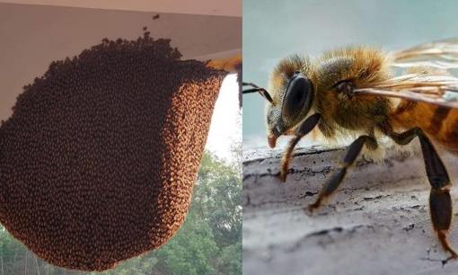 Nhà đang làm ăn thuận, có ong bay vào nhà là điềm lành hay dữ? 