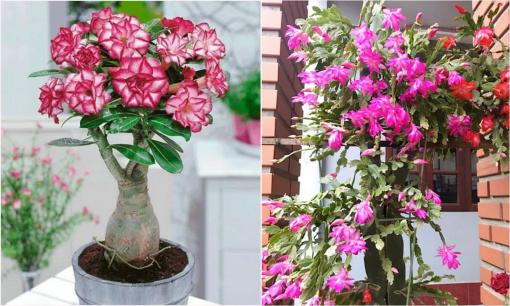 7 cây cảnh là “bùa cát tường”, càng trồng chậu nhỏ càng phát triển mạnh mẽ, hút vàng hút bạc vào nhà