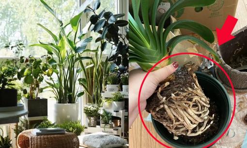 5 “thói quen xấu” trồng hoa bạn phải nhanh chóng thay đổi, nếu không dù 10 năm sau bạn cũng không thể trồng được!